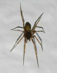 Lepthyphantes