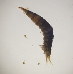Athericidae