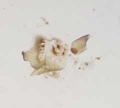 Athericidae