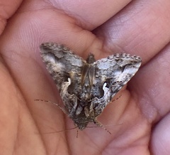 Autographa californica