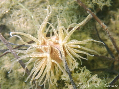 Paranemonia cinerea