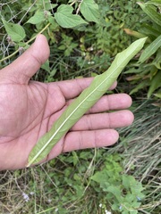 Verbesina virgata