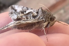 Autographa californica