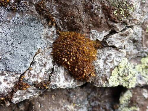 Lewinskya laevigata observed 2022-07-13