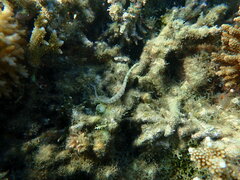 Corythoichthys flavofasciatus