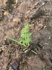 Chaerophyllum procumbens