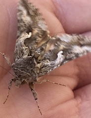 Autographa californica