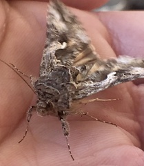 Autographa californica