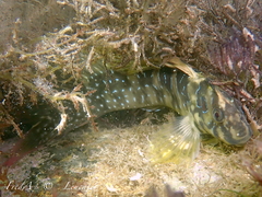 Salaria pavo