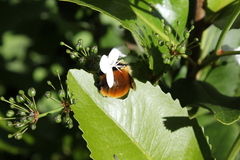 Bombus dahlbomii