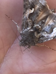 Autographa californica