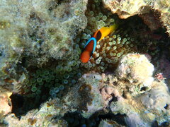 Amphiprion melanopus