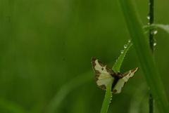 Lomaspilis marginata