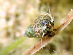 Tricolia pullus