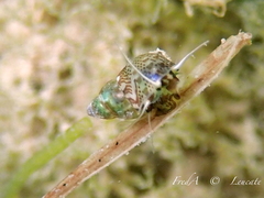 Tricolia pullus