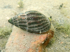 Tritia nitida