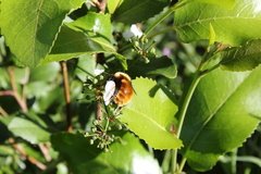 Bombus dahlbomii