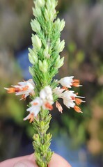 Erica penicilliformis