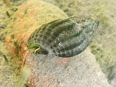 Tritia nitida