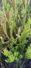 Erica penicilliformis