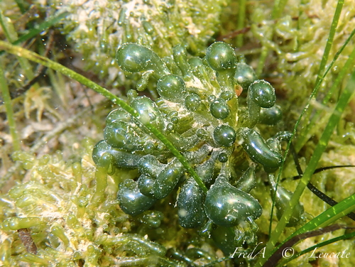 Valonia aegagropila