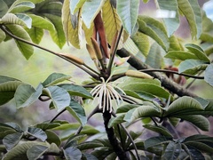 Cecropia peltata