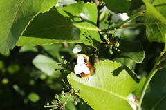 Bombus dahlbomii