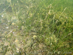 Zostera noltei