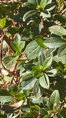 Rhododendron indicum