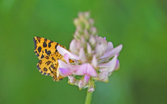 Pseudopanthera macularia