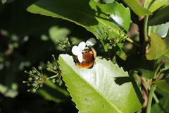 Bombus dahlbomii