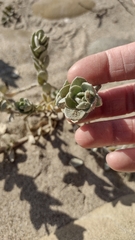 Atriplex leucophylla