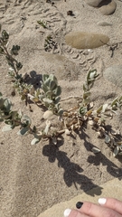 Atriplex leucophylla