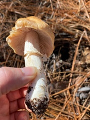 Cortinarius caperatus