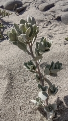 Atriplex leucophylla