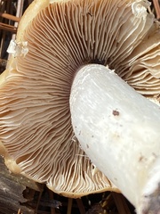 Cortinarius caperatus