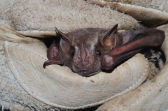 Artibeus jamaicensis