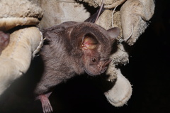 Artibeus jamaicensis