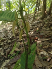 Ectatomma tuberculatum