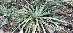 Hechtia