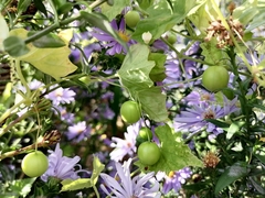Zehneria japonica