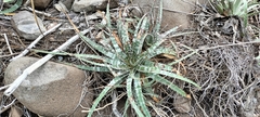 Hechtia