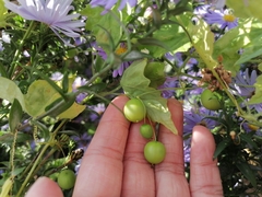 Zehneria japonica
