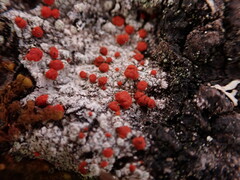 Ramboldia gowardiana