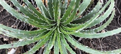 Hechtia