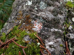 Ramboldia gowardiana