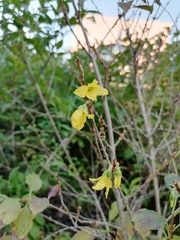 Forsythia