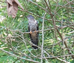 Cuculus micropterus