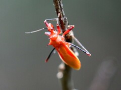 Zelurus obscuricornis