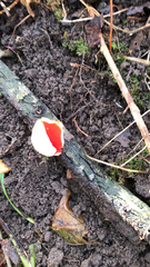 Sarcoscypha austriaca